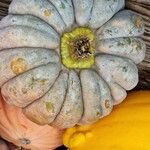 Cucurbita moschata 果實