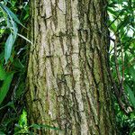 Salix lucida Bark
