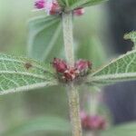 Miconia sericea List