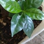 Coffea arabica Folha