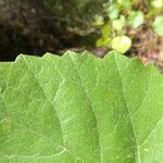 Vitis californica Blatt