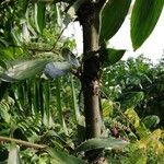 Oncocalamus mannii Bark