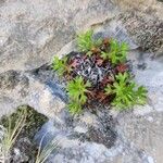 Saxifraga cuneata Liść