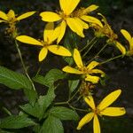 Bidens reptans Flower