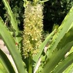 Eucomis pallidiflora Flower