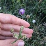 Plantago arenaria 花