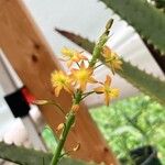 Bulbine frutescensCvet