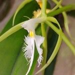 Epidendrum ciliareFlower