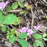 Lespedeza procumbens Kukka