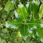 Ilex aquifoliumLeaf