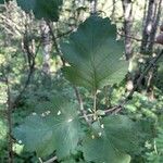 Crataegus viridis Levél