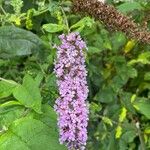 Buddleja japonicaFlower