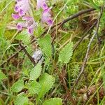 Lamium garganicum Flors