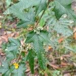 Podolobium ilicifolium Hoja