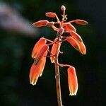 Aloe humilis Flor