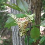 Monodora carolinae Flower