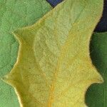 Solanum torvum Muu