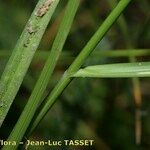 Carex pairae Azala