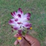 Curcuma aromatica പുഷ്പം