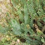 Euphorbia paralias Hoja