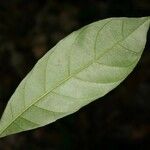 Siparuna decipiens Yaprak