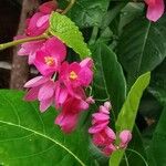 Antigonon leptopus Blüte