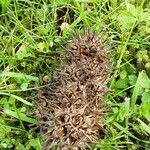 Liquidambar styraciflua Mbuma