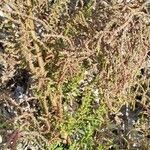 Dysphania botrys Fula