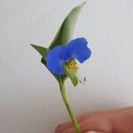 Commelina communisFiore