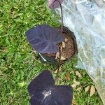 Colocasia esculenta Hoja