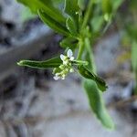 Cakile lanceolata Flower