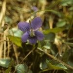 Viola sagittata Blüte