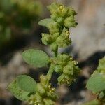 Paronychia suffruticosa Otro