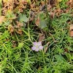 Geranium molleBlomst