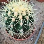 Echinocactus grusoniiLeht