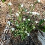 Arabis ciliata Pokrój