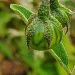 Solanum hastifolium Plod