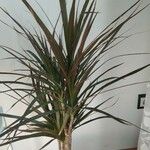 Dracaena reflexaList