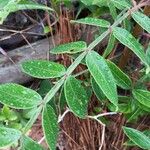 Rhus copallinum Foglia