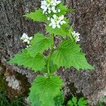 Alliaria petiolata Blad