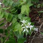 Bauhinia divaricata Blad