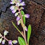 Polygala amarella Casca