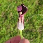 Arisarum simorrhinum Blüte