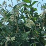 Nicotiana spp. Habit