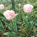 Tulipa gesnerianaFloro