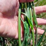 Tragopogon angustifolius 葉