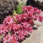 Sempervivum arachnoideumFlower