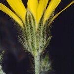 Hieracium sutteri Flor