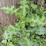 Sonchus asperBlad