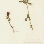 Trifolium spadiceum Natur